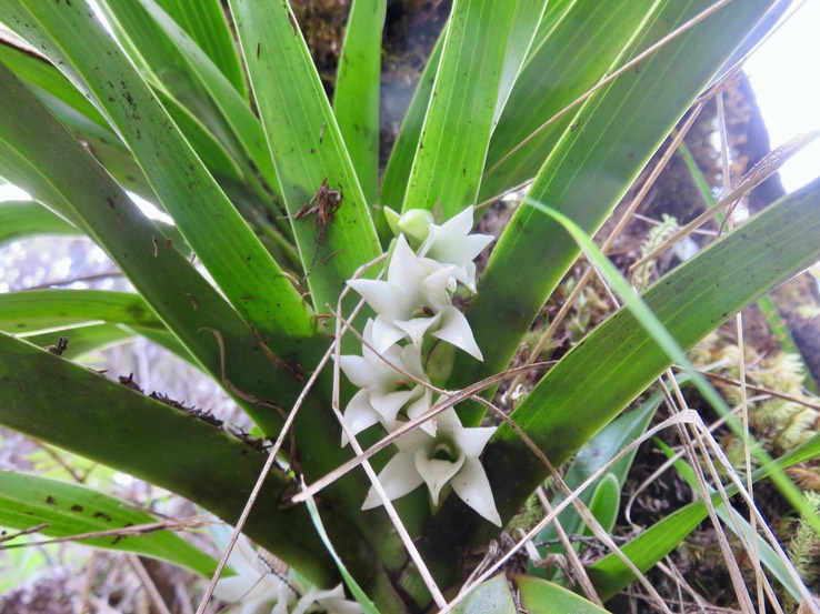 49 ??? Angraecum bracteosum - EPIDENDROIDEAE - Endémique Réunion