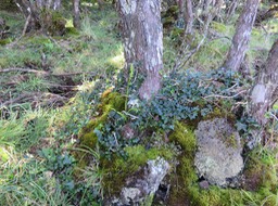 5 Benthamia sp