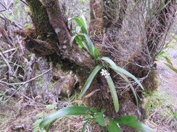 50 ??? Angraecum bracteosum - EPIDENDROIDEAE - Endémique Réunion