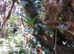 8 Jumellea triquetra- Ø - ORCHIDACEAE -