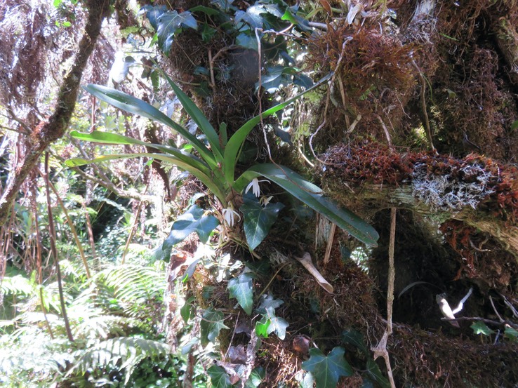 8 Jumellea triquetra- Ø - ORCHIDACEAE -
