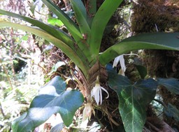 9 Jumellea triquetra- Ø - ORCHIDACEAE -