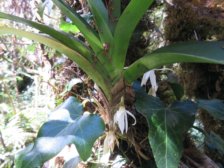 9 Jumellea triquetra- Ø - ORCHIDACEAE -