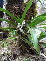 Angraecum bracteosum - EPIDENDROIDEAE - Endémique Réunion - DSC03711