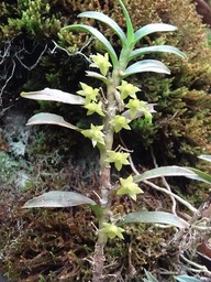 Angraecum costatum - EPIDENDROIDEAE - Endémique Réunion 