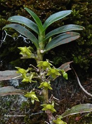 Angraecum costatum.orchidaceae.endémique Réunion.P1008982