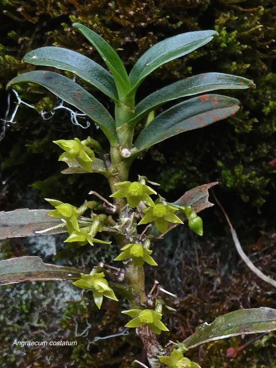 Angraecum costatum.orchidaceae.endémique Réunion.P1008982