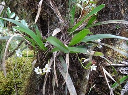 Angraecum striatum - EPIDENDROIDEAE - Endémique Réunion - DSC03720