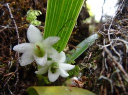 Angraecum striatum - EPIDENDROIDEAE - Endémique Réunion - DSC03711