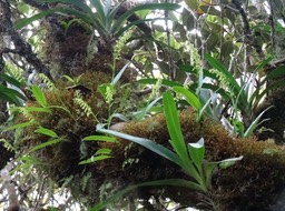 Benthamia nigrescens - ORCHIDOIDEAE - Indigène Réunion