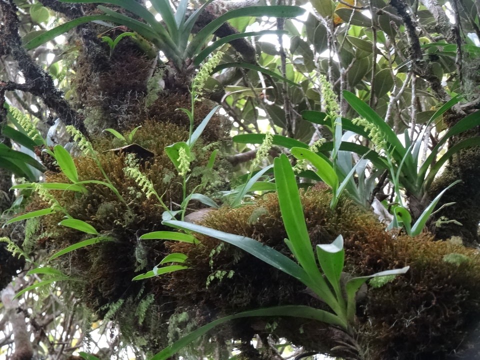 Benthamia nigrescens - ORCHIDOIDEAE - Indigène Réunion