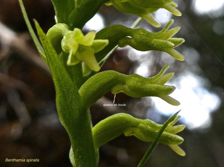 Benthamia nigrescens.orchidaceae.indigène Réunion.P1008916