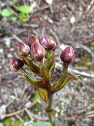 Cynorkis castillonii ? orchidaceae.P1009249