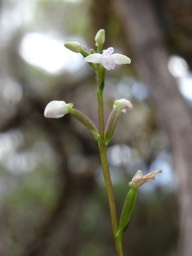 Cynorkis coccinelloides  - ORCHIDOIDEAE - Indigène Réunion - DSC03729