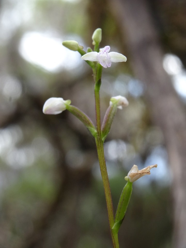 Cynorkis coccinelloides  - ORCHIDOIDEAE - Indigène Réunion - DSC03729