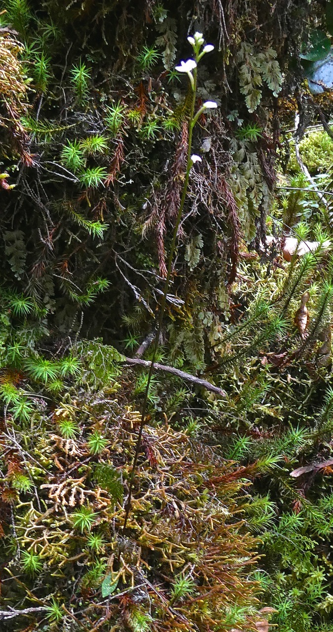 Cynorkis coccinelloides.orchidaceae.indigène Réunion.P1008877
