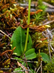 Cynorkis falcata.orchidaceae.endémique Réunion.P1008952