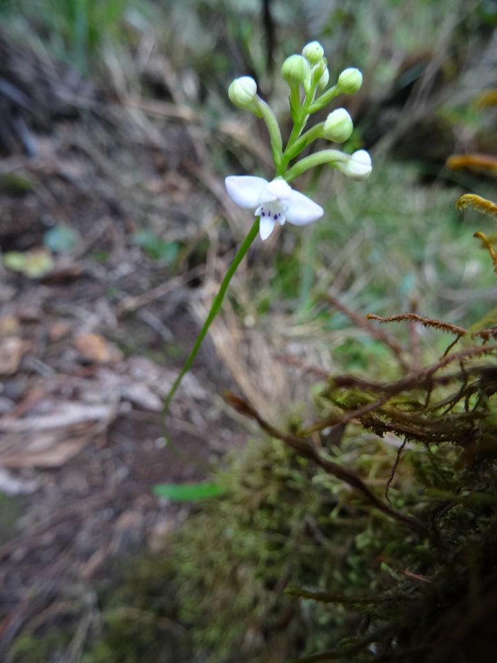 Cynorkis trilinguis - ORCHIDOIDEAE - Endémique Réunion - DSC03723