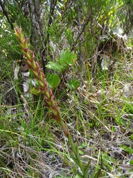 Disa borbonica - ORCHIDOIDEAE - Endémique Réunion