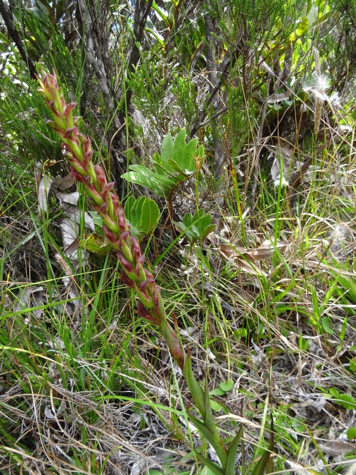 Disa borbonica - ORCHIDOIDEAE - Endémique Réunion