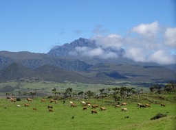 DSC03684