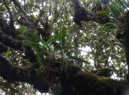 Jumellea triquetra - EPIDENDROIDEAE - Endémique Réunion