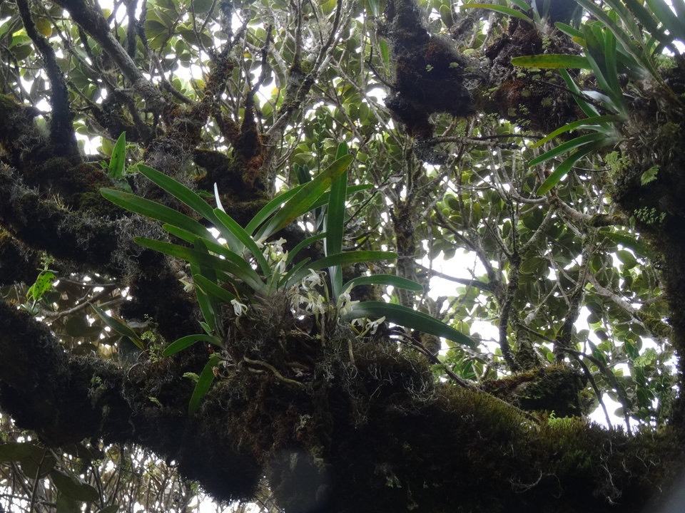 Jumellea triquetra - EPIDENDROIDEAE - Endémique Réunion