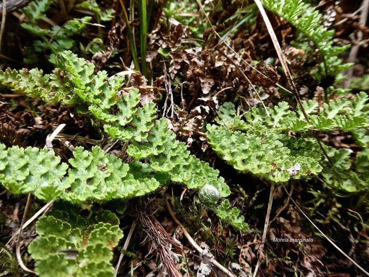 Mohria marginalis (frondes stériles) schizaeaceae.indigène Réunion.P1008933