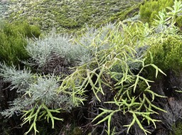 P1009137