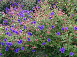 Tibouchina urvilleana - Tibouchina - MALASTOMATACEAE - EE