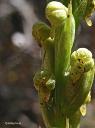 Tylostigma sp. orchidaceae.P1008829
