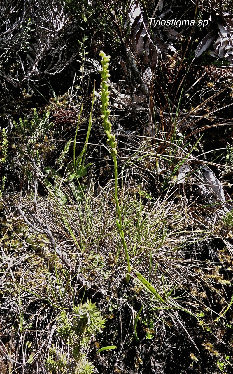 Tylostigma sp. orchidaceae.P1008837