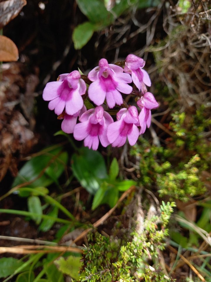 Physoceras castillonii Bernet - ORCHIDOIDEAE - Endémique Réunion -113852