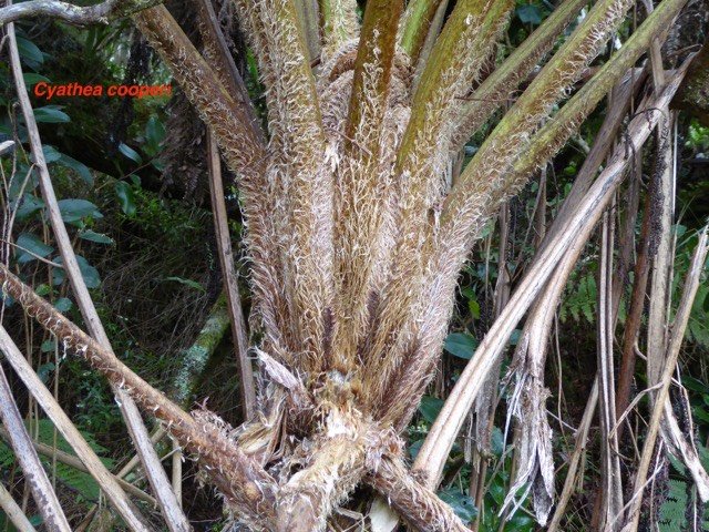 Cyathea cooperi