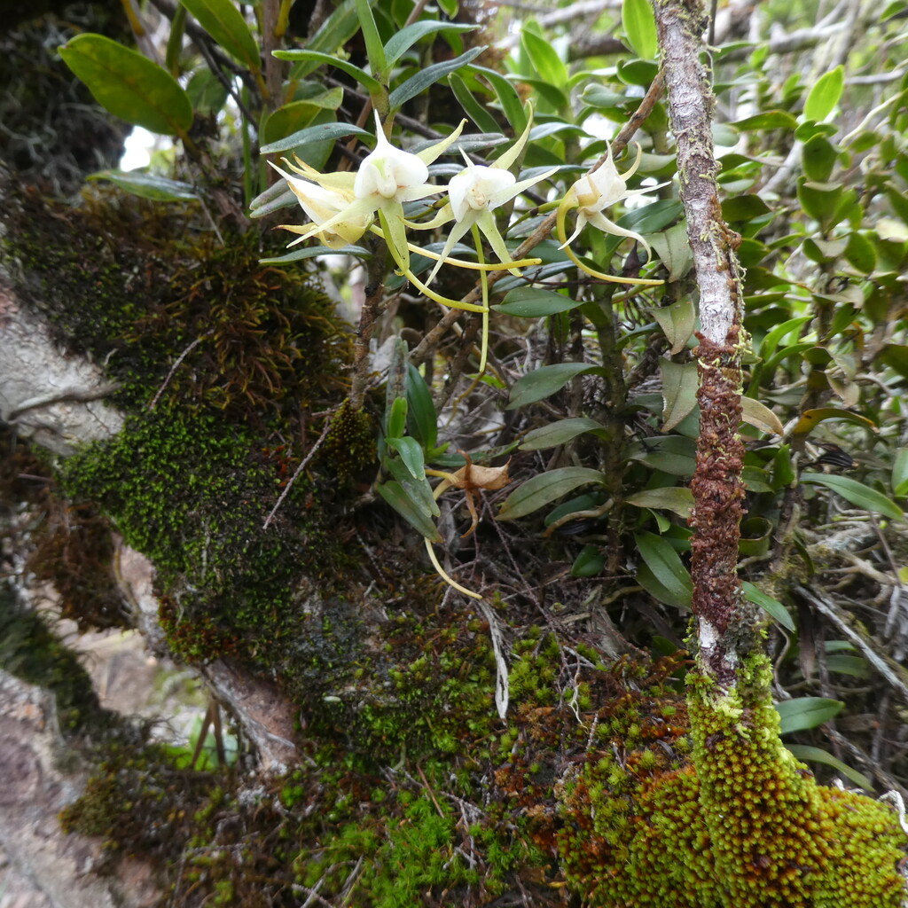 Angraecum expansum-EPIDENDROIDEAE-Indigene Reunion-P1110029.jpg