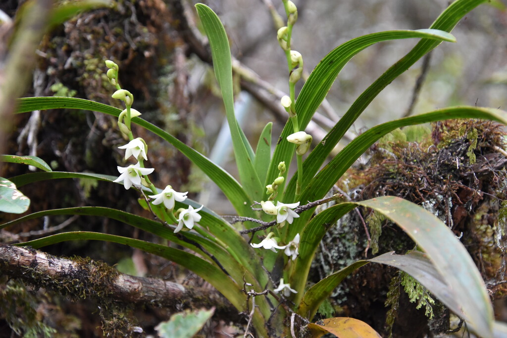 Angraecum striatum-EPIDENDROIDEAE-Endemique Reunion