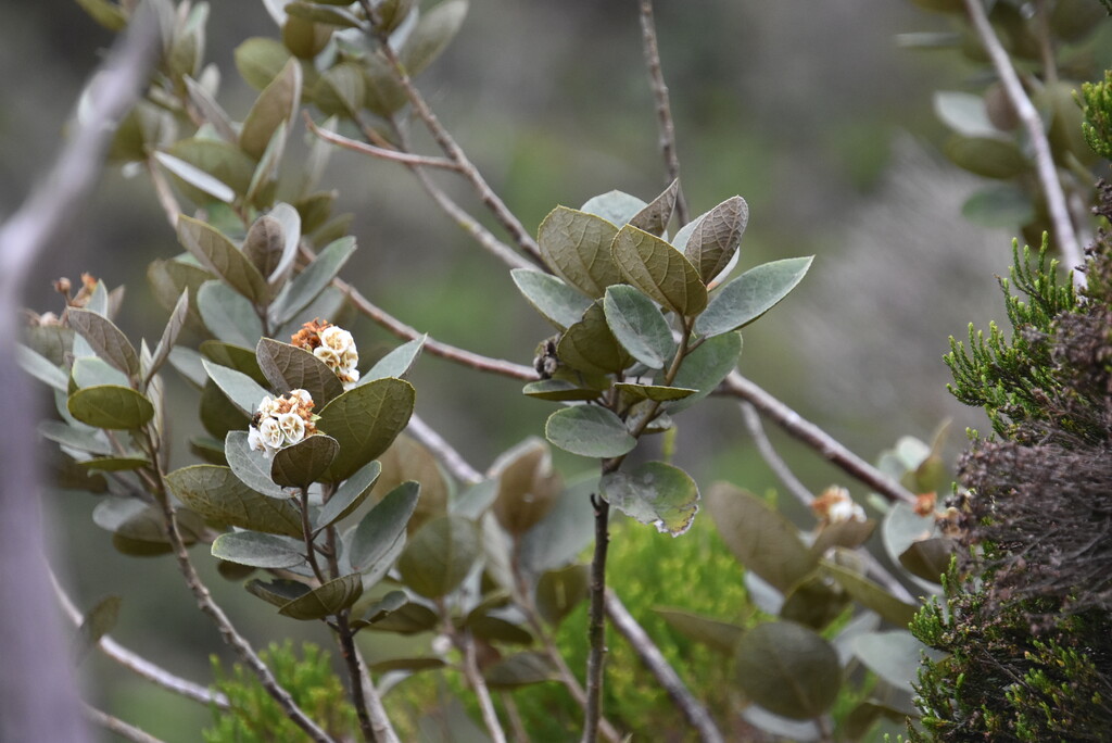 Dombeya ficulnea-Petit mahot-MALVACEAE-Endemique_Reunion