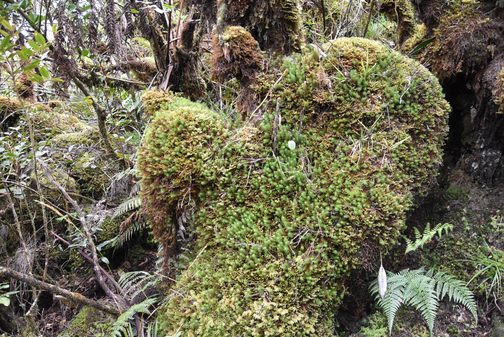 L'œil est dans la  mousse