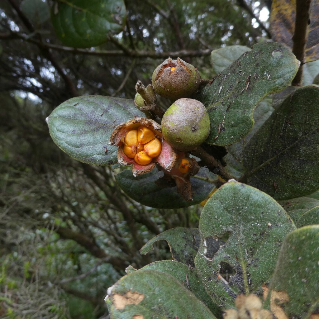 Monimia rotundifolia-Mapou des hauts-MONIMIACEAE-Endemique Reunion