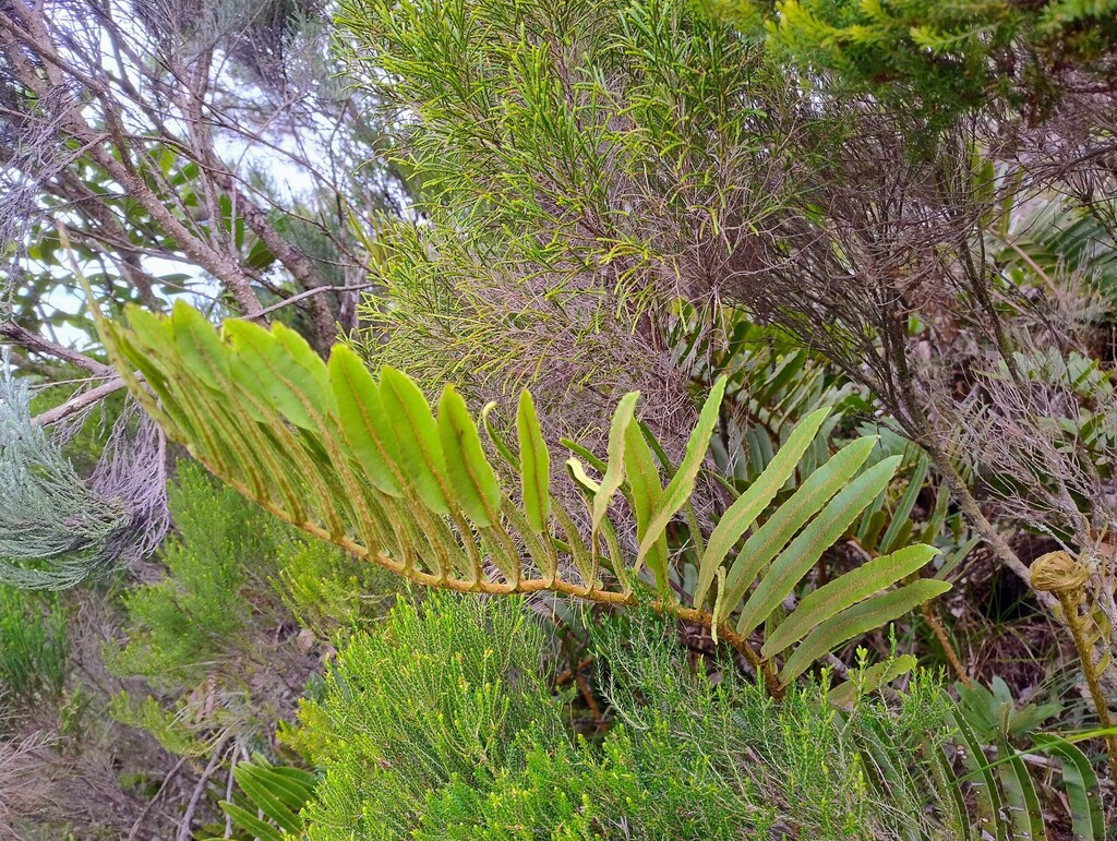Parablechnum marginatum-BLECHNACEAE-Endemique Reunion