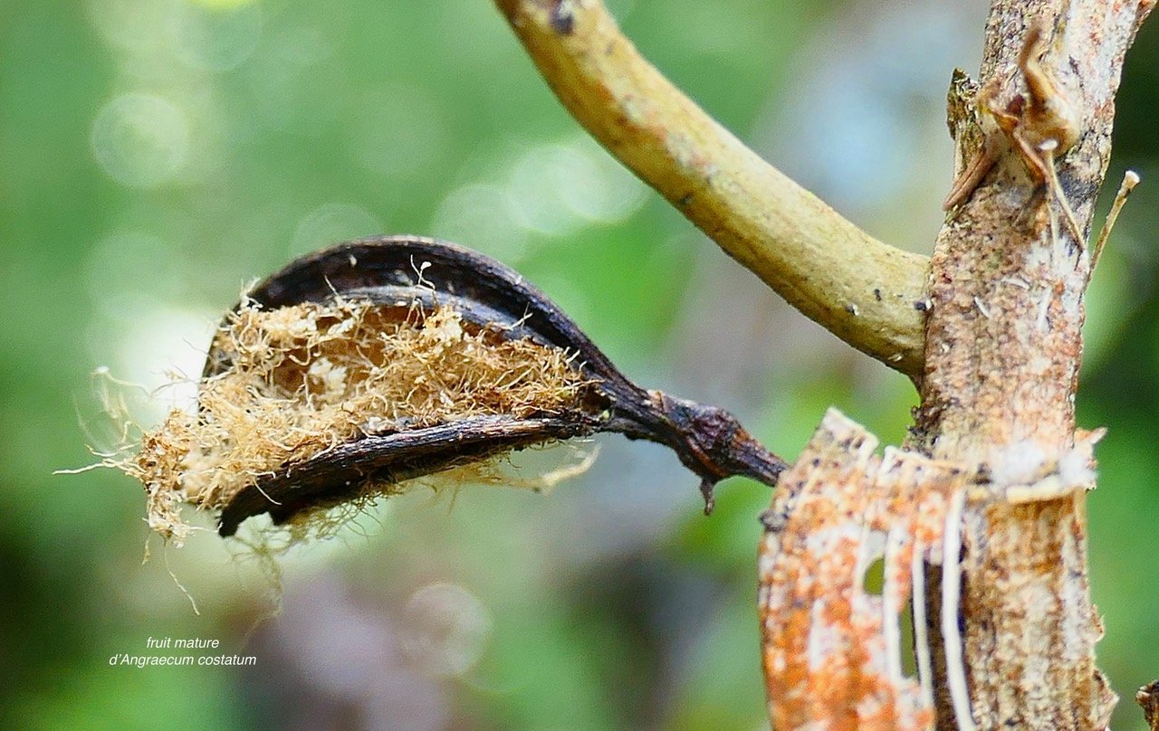 Angraecum costatum.orchidaceae.endémique Réunion