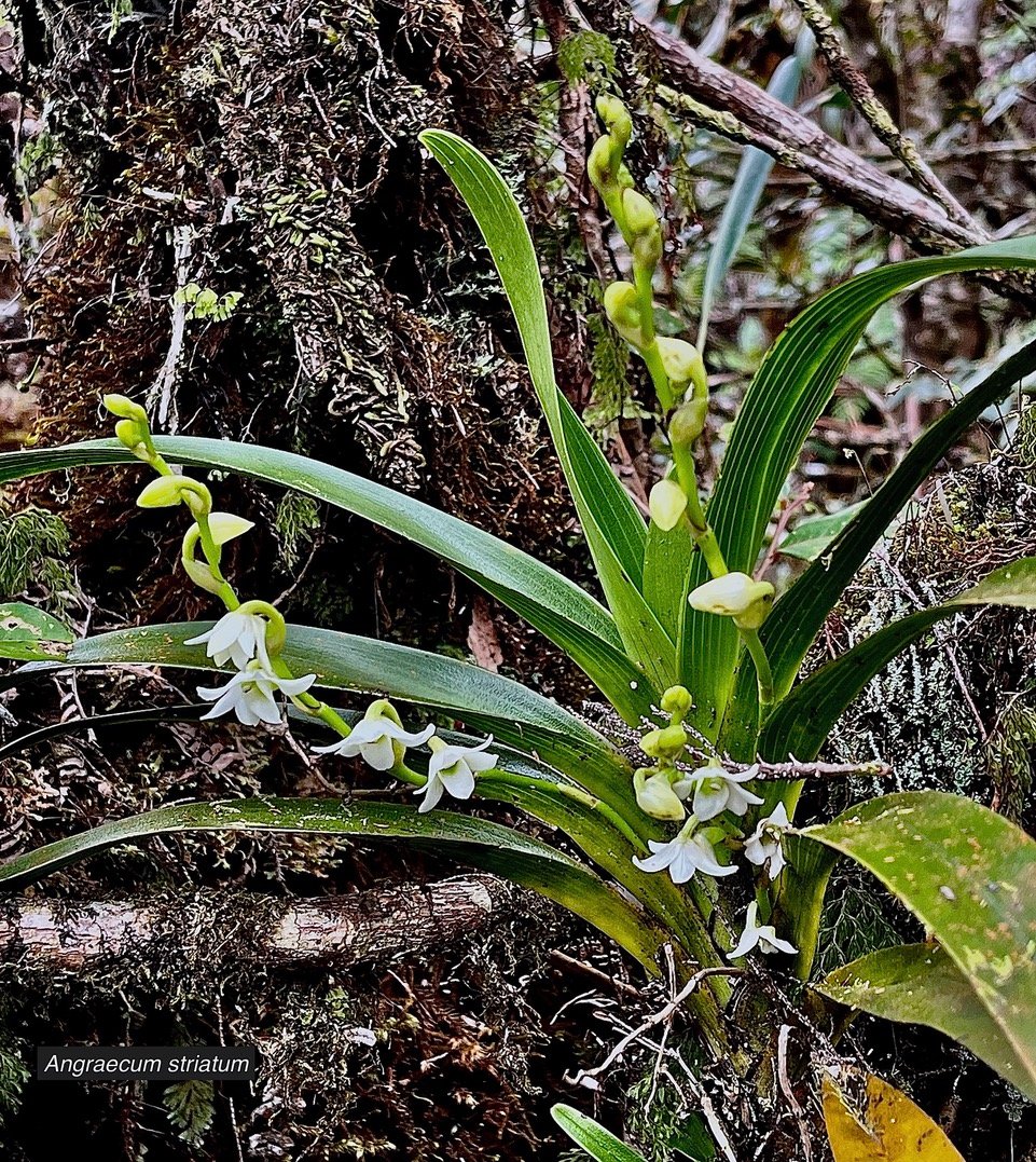 Angraecum striatum Thouars.orchidaceae.endémique Réunion