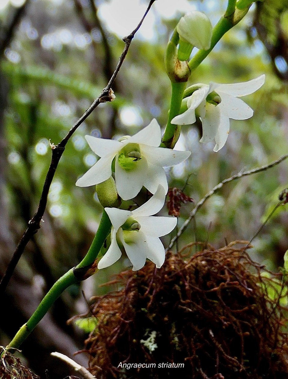 Angraecum striatum Thouars.orchidaceae.endémique Réunion