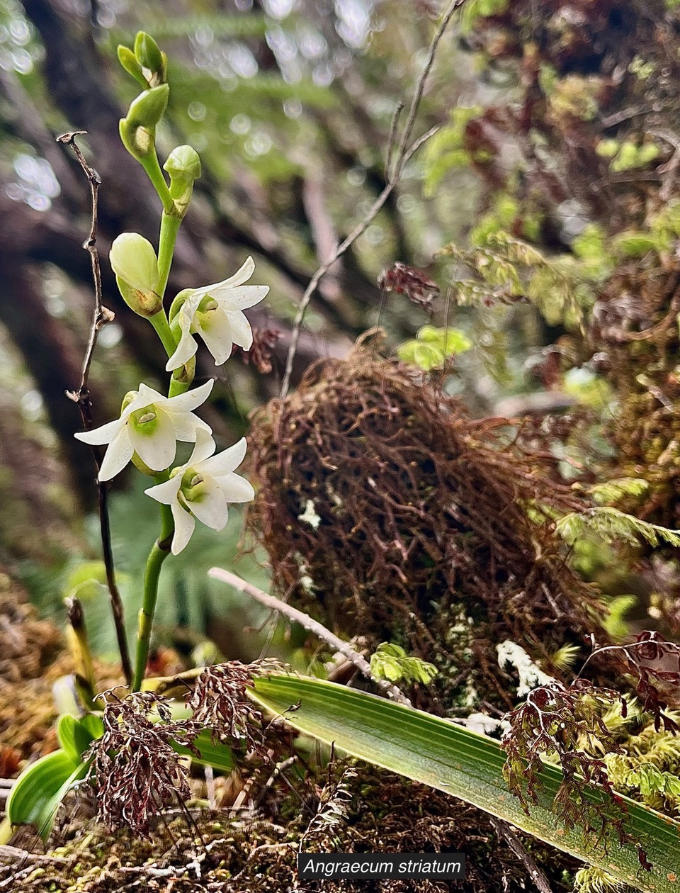 Angraecum striatum Thouars.orchidaceae.endémique Réunion