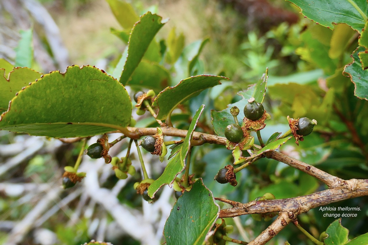 Aphloia theiformis.change écorce.( fruits immatures ) aphloiaceeae.indigène Réunion