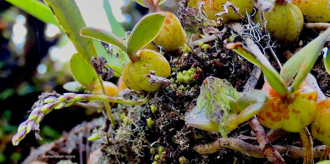 Bulbophyllum nutans (Thouars) ti carambole.orchidaceae.endémique Madagascar Mascareignes 