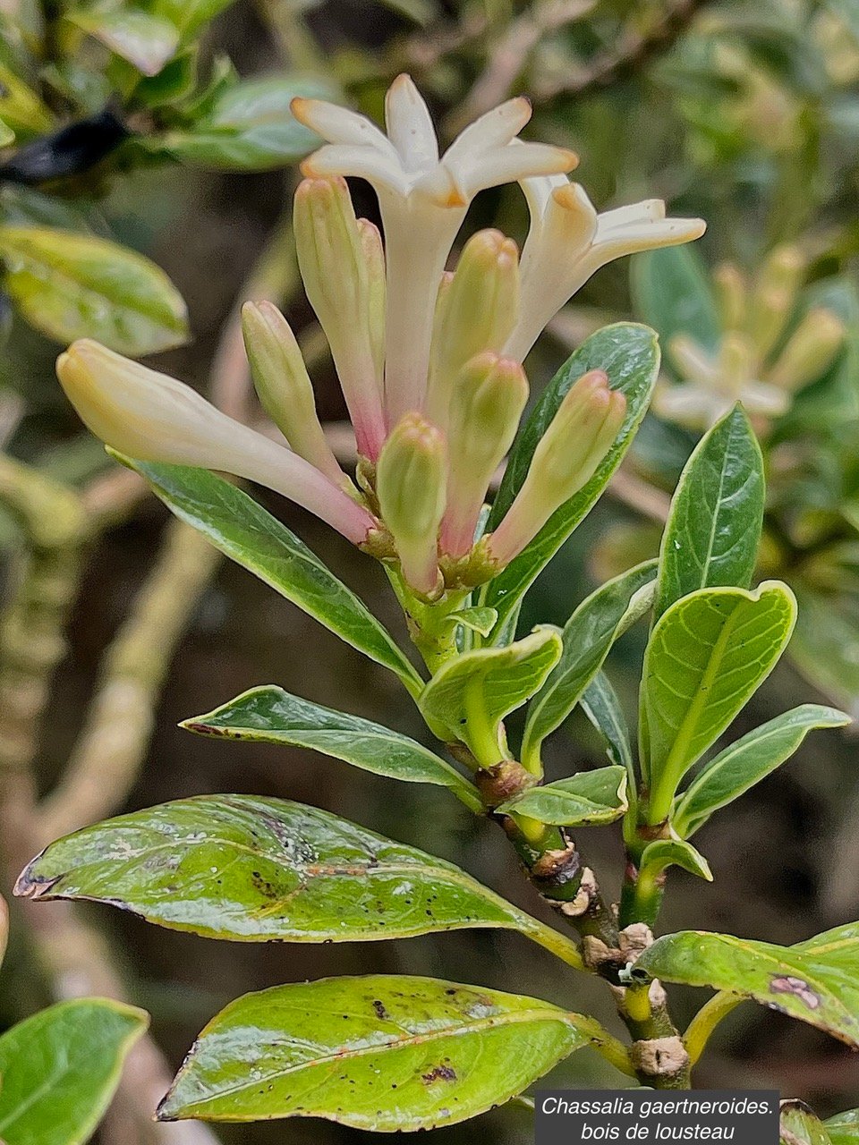 Chassalia gaertneroides. bois de lousteau.bois de merle.rubiaceae.endémique Réunion