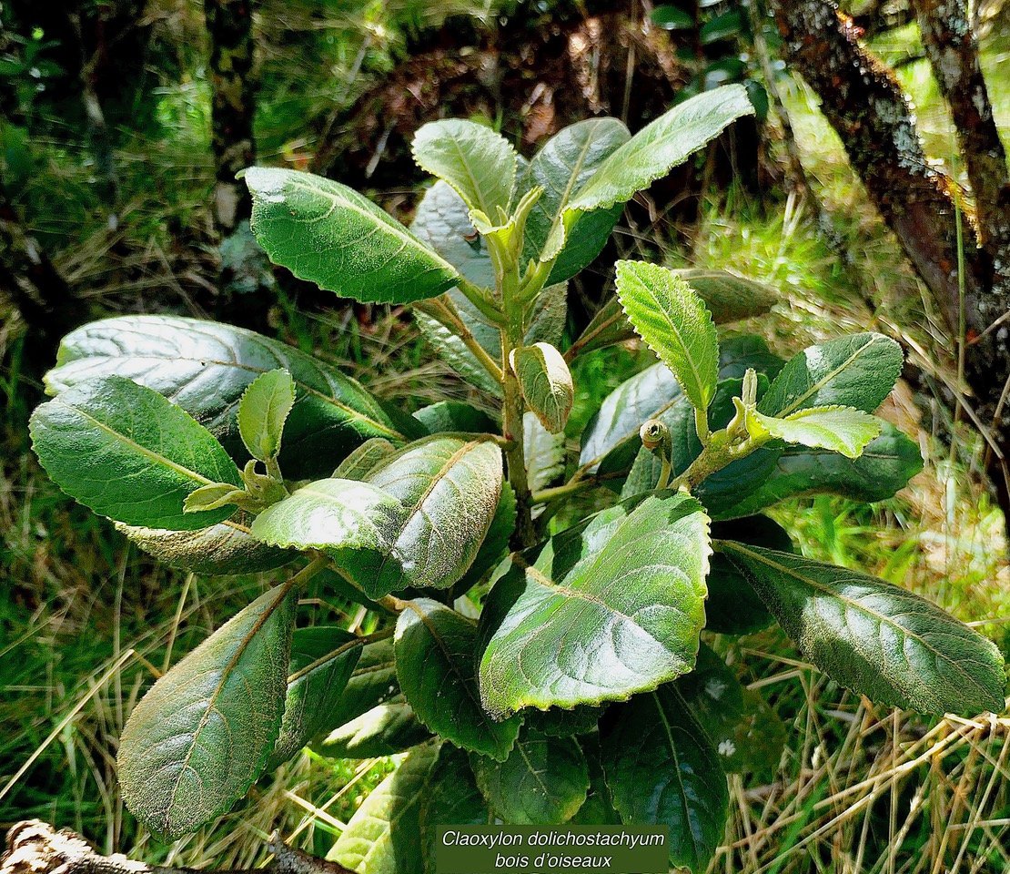 Claoxylon dolichostachyum Cordem..bois d’oiseaux . euphorbiaceae - endémique de La Réunion