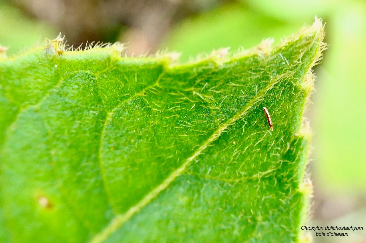 Claoxylon dolichostachyum Cordem..bois d’oiseaux . euphorbiaceae - endémique de La Réunion