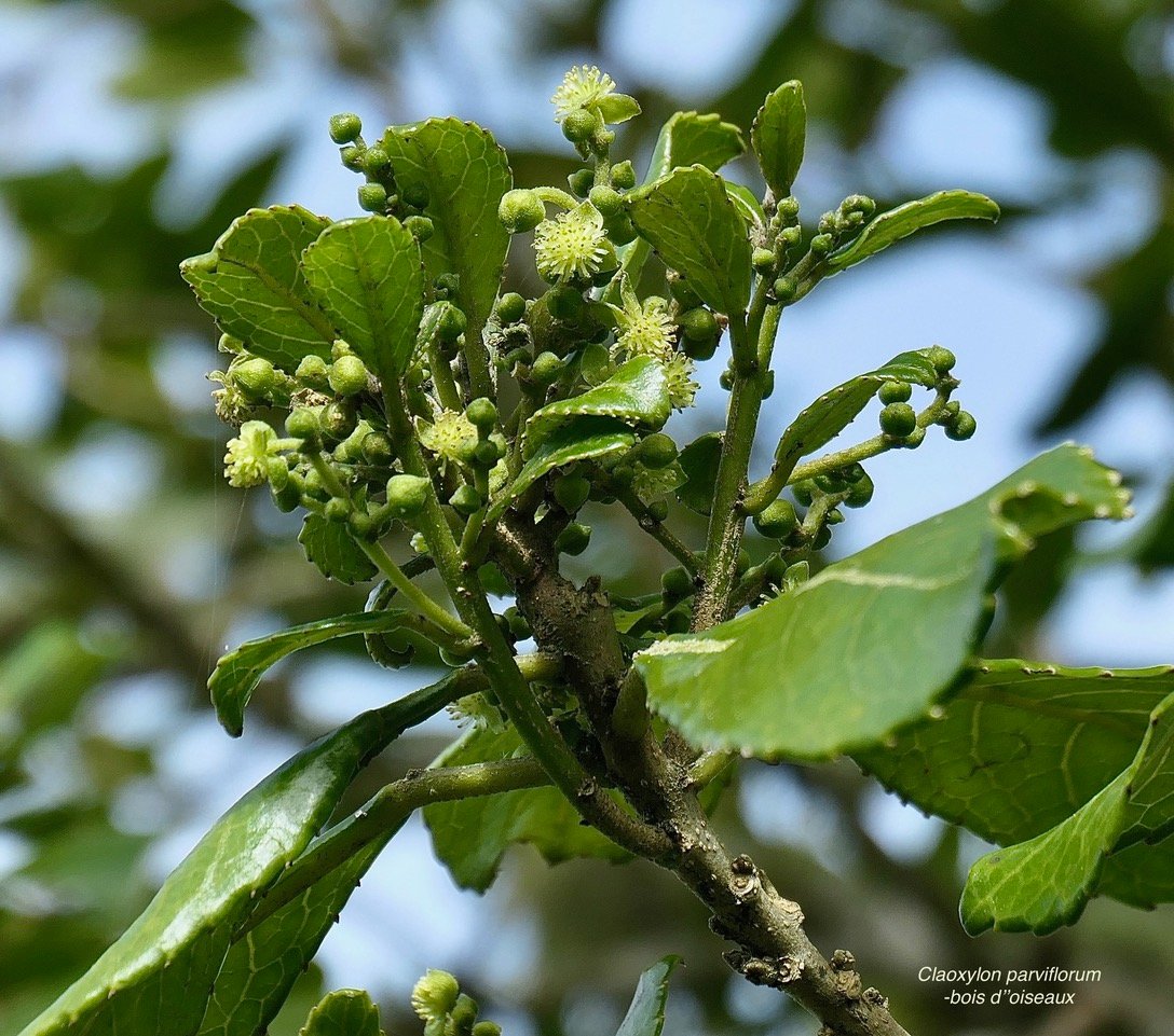 Claoxylon parviflorum -bois d’’oiseaux.( fleurs et boutons floraux )euphorbiaceae.endémique Réunion Maurice Rodrigues
